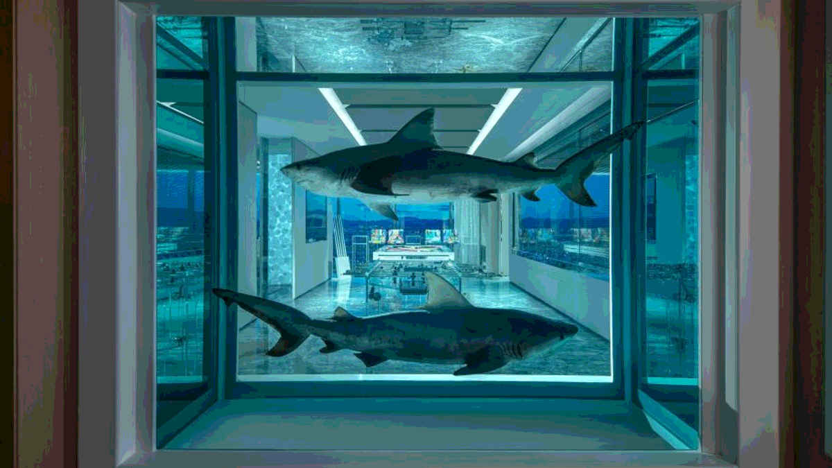 Two sharks in a tank art installation